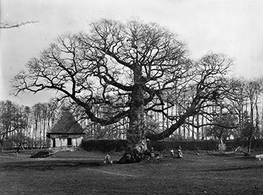 Henri Gadeau de Kerville, Le chêne de La Lande ou de l'Homme-Mort à Lyons-la-forêt (27), 31 Mars 1892 Henri Gadeau de Kerville, Le chêne de La Lande ou de l'Homme-Mort à Lyons-la-forêt (27), 31 Mars 1892